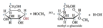 Viết phương trình hoá học của phản ứng giữa glucose với methanol khi có hydrogen chloride làm xúc tác. Giải thích vì sao phản ứng này không xảy ra với glucose ở dạng mạch hở. (ảnh 1)