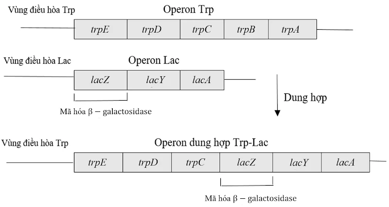 A diagram of a dna sequence

AI-generated content may be incorrect.
