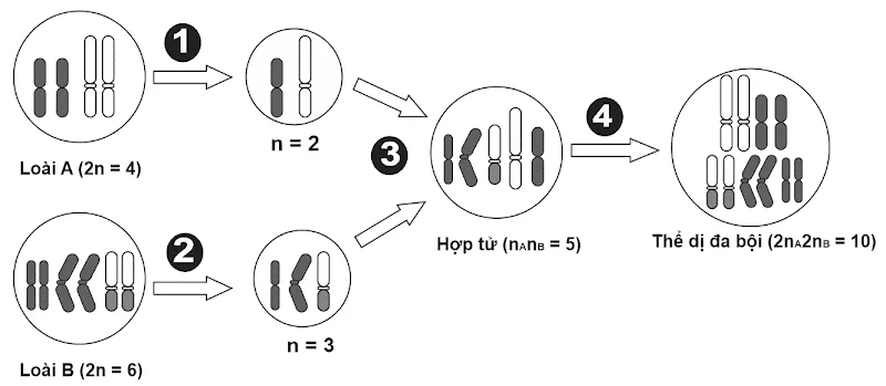A diagram of a number of cells

Description automatically generated