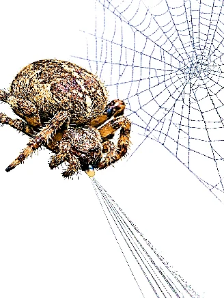 Ảnh có chứa con nhện, côn trùng, động vật không xương sống, động vật chân đốt
Nội dung do AI tạo ra có thể không chính xác.