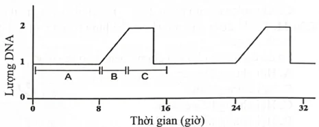 Đồ thị dưới đây mô tả sự thay đổi lượng DNA của một tế bào trong chu kì tế bào ở một loại tế bào mô phân sinh thực vật. Giai đoạn