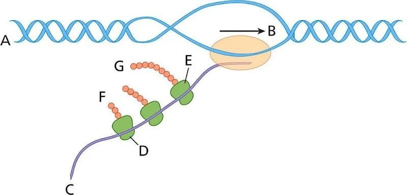Answer the following questions about the accompanying diagram.Ind... | Study Prep in Pearson+