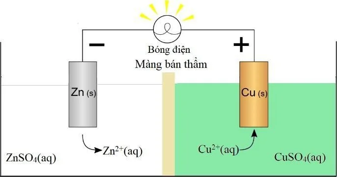 A diagram of a cell

AI-generated content may be incorrect.
